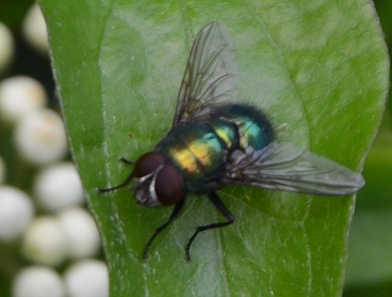 Calliphoridae?